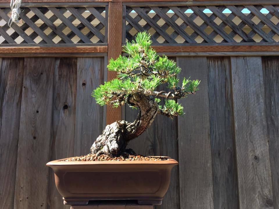 Cách thay đất trồng Bonsai của người Nhật Bản